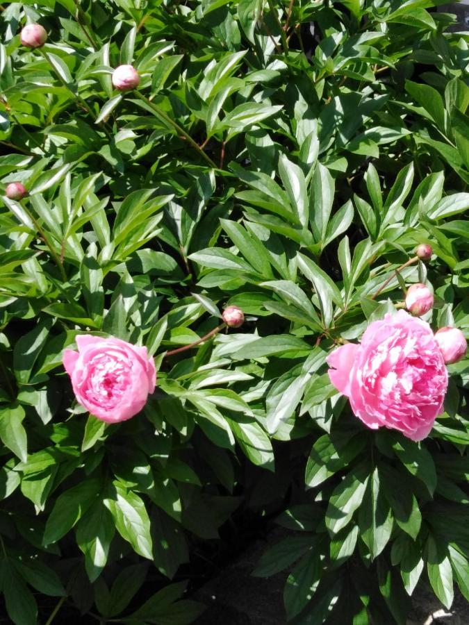 Ferienwohnung Mit Kleinem Garten Sonnenbühl Kültér fotó