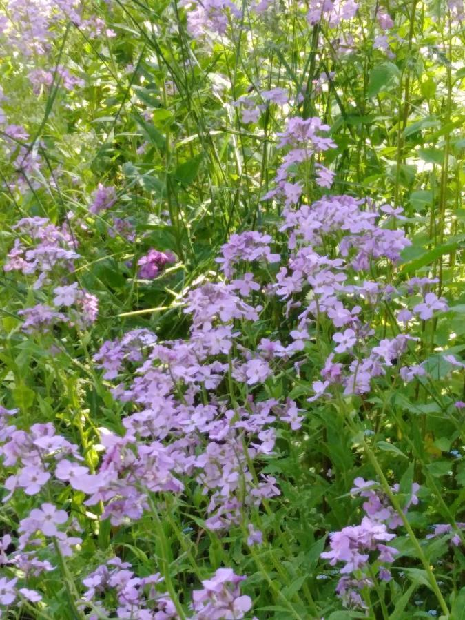 Ferienwohnung Mit Kleinem Garten Sonnenbühl Kültér fotó