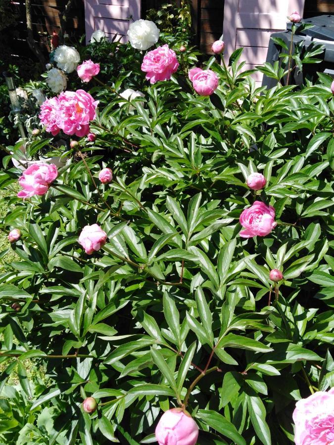 Ferienwohnung Mit Kleinem Garten Sonnenbühl Kültér fotó